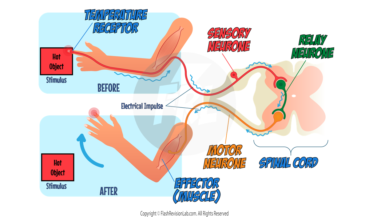 Reflex Arc